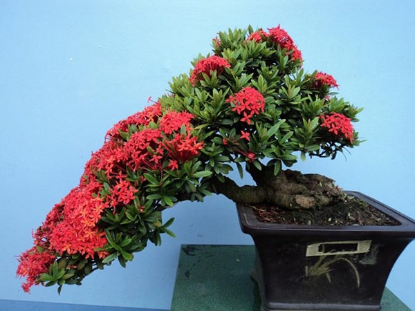 Cây bông trang đỏ bonsai