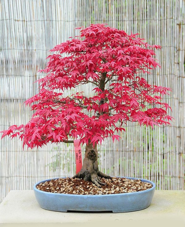 Cây phong lá đỏ bonsai