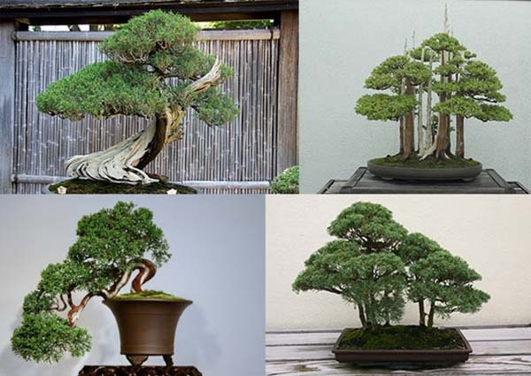 Cây tùng bồng lai bonsai để bàn làm việc hợp người mệnh Kim