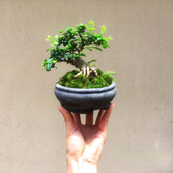 Cây mai chiếu thủy bonsai để bàn làm việc hợp người mệnh Kim