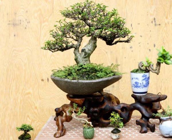 Lựa chọn và bố trí cây bonsai để bàn làm việc mệnh Kim