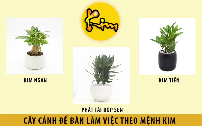 Tổng hợp 26 cây để bàn làm việc hợp mệnh mộc hay nhất, đừng bỏ lỡ 9 Cách chọn cây cây phong thủy để bàn theo mệnh
