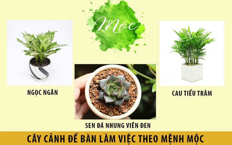 Cây phong thủy để bàn làm viêc hợp người mệnh Mộc