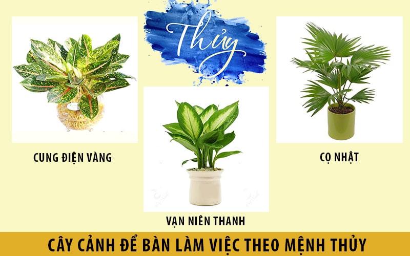 Cây phong thủy để bàn làm viêc hợp người mệnh Thủy