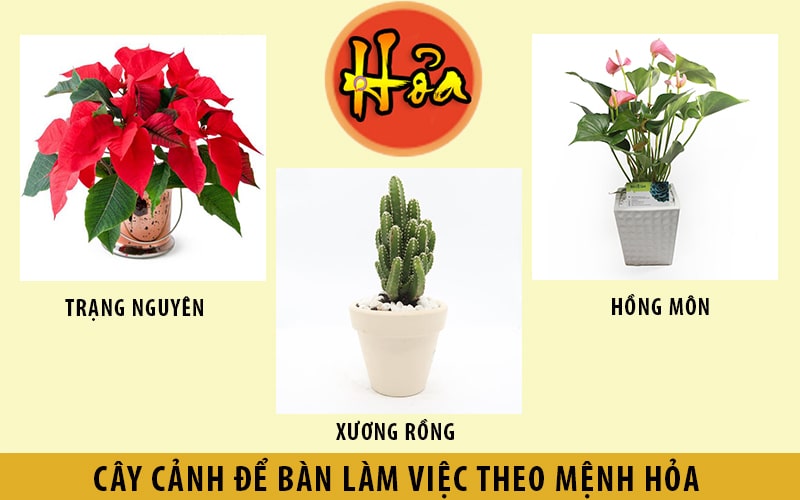 Cây phong thủy để bàn làm viêc hợp người mệnh Hỏa