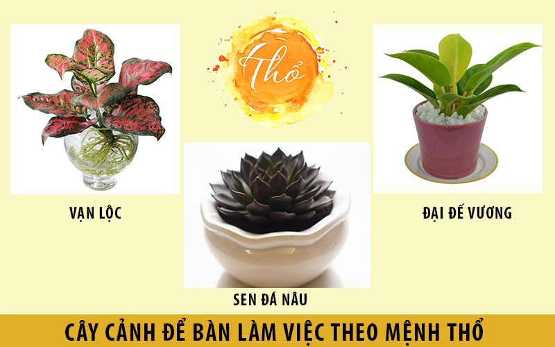 Cây phong thủy để bàn làm viêc hợp người mệnh Thổ