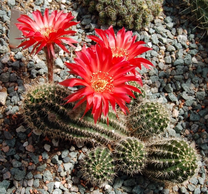 Hoa xương rồng là loại hoa cactus độc đáo và có hình dáng độc đáo. Chúng có thể nở ra các bông hoa trắng tinh khiết hoặc đỏ tươi. Hãy xem hình ảnh để thưởng thức vẻ đẹp của hoa xương rồng này.