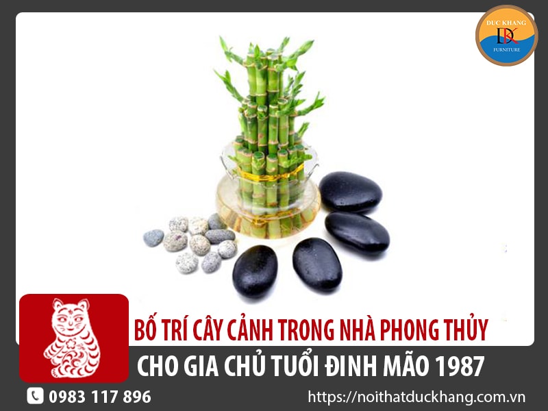 Bố trí cây cảnh trong nhà phong thủy cho gia chủ tuổi Đinh Mão 1987