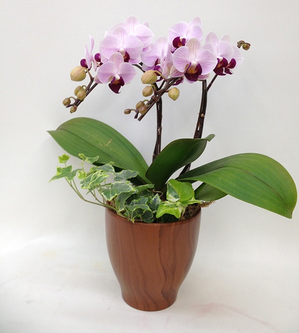 Cây Lan Hồ Điệp là biểu tượng của sự giàu có, thịnh vượng và hạnh phúc.