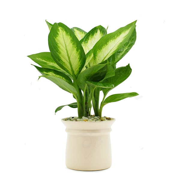 Cây Vạn Niên Thanh đem đến những điều tốt đẹp, sung túc cho gia chủ.