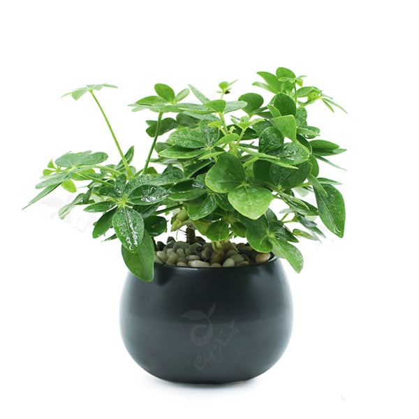 Cây Ngũ Gia Bì giúp không gian trở nên tươi tắn, tạo cảm giác thư thái, minh mẫn cho chủ nhân.