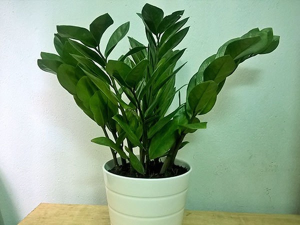 Cây cảnh phong thủy cho người tuổi Giáp Tý Cây cảnh phong thủy cho người tuổi Giáp Tý