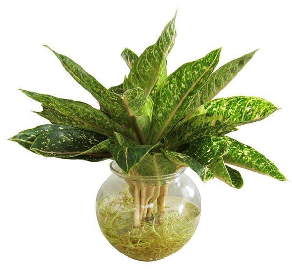 Cây cung điện vàng hợp với người tuổi Bính Tý Cây cung điện vàng hợp với người tuổi Bính Tý