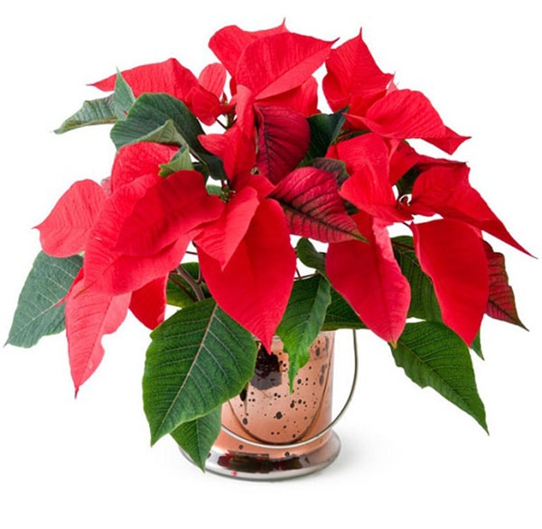 Tuổi Mậu Tý nên trồng cây hoa trạng nguyên để phát công danh. Tuổi Mậu Tý nên trồng cây hoa trạng nguyên để phát công danh.