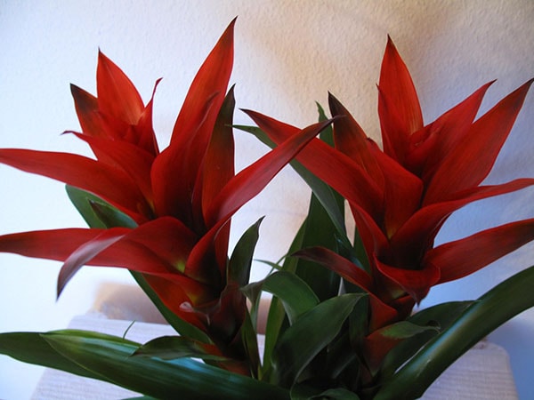 Cây cảnh phong thủy cho người tuổi Canh Tý Cây cảnh phong thủy cho người tuổi Canh Tý