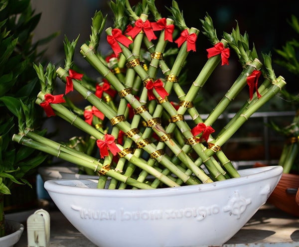 Cây cảnh phong thủy cho người tuổi Nhâm Tý Cây cảnh phong thủy cho người tuổi Nhâm Tý