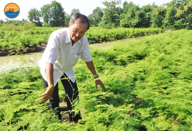 Cây Thủy Tùng hợp mệnh gì, tuổi gì? Ý nghĩa và vị trí đặt