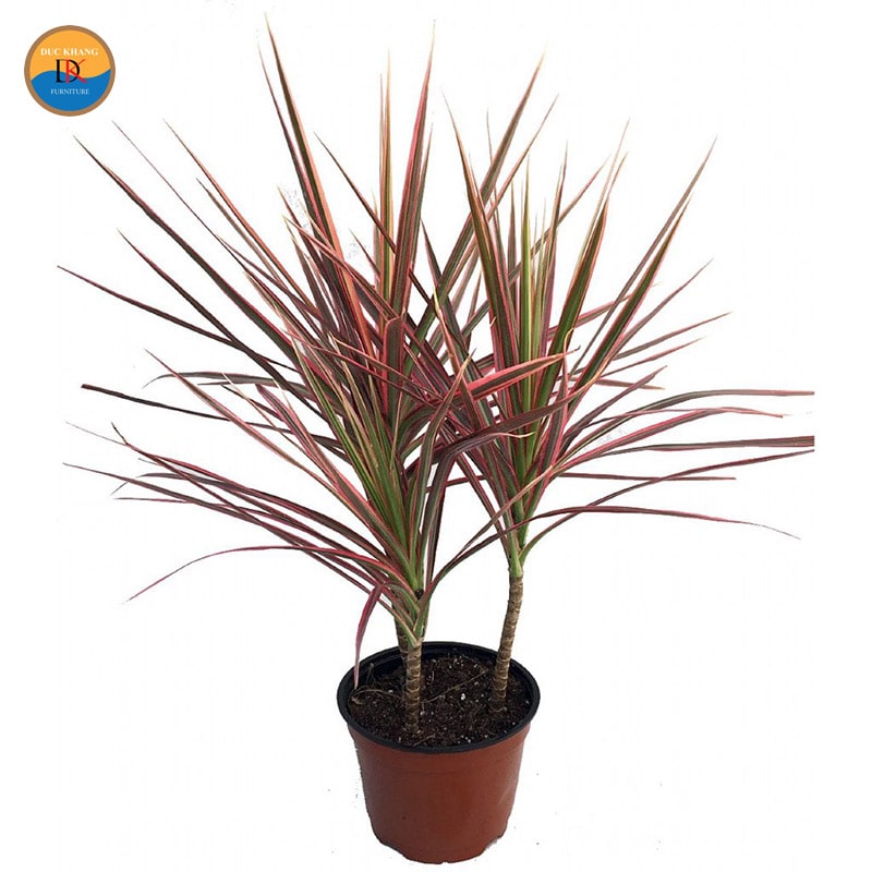 Cây Hồng Phát Tài hợp mệnh gì, tuổi gì? Ý nghĩa phong thủy Cây Hồng Phát Tài hợp mệnh gì, tuổi gì? Ý nghĩa phong thủy