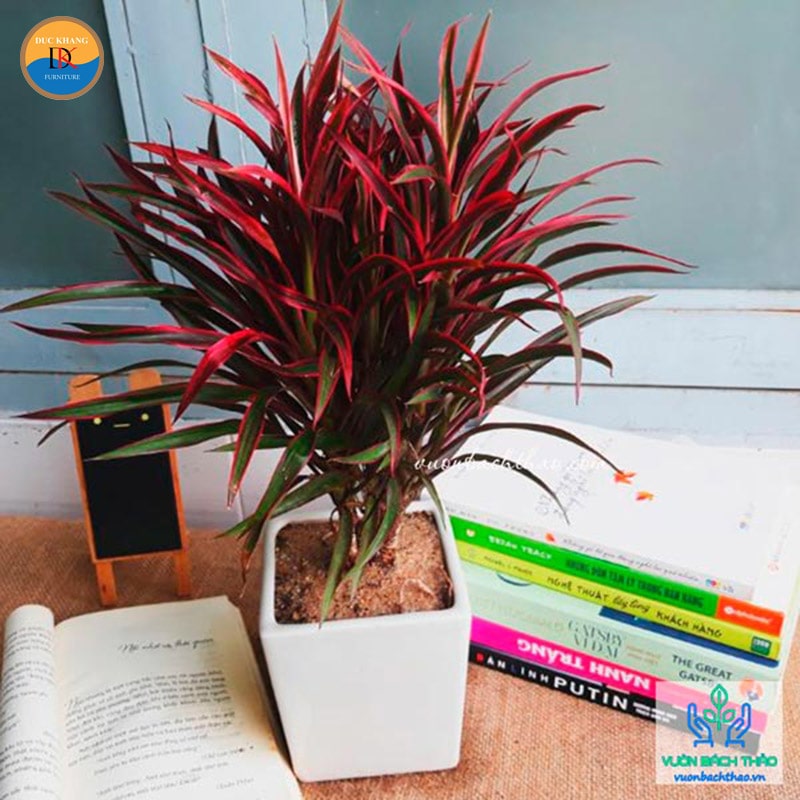 Cây Hồng Phát Tài hợp mệnh gì, tuổi gì? Ý nghĩa phong thủy Cây Hồng Phát Tài hợp mệnh gì, tuổi gì? Ý nghĩa phong thủy