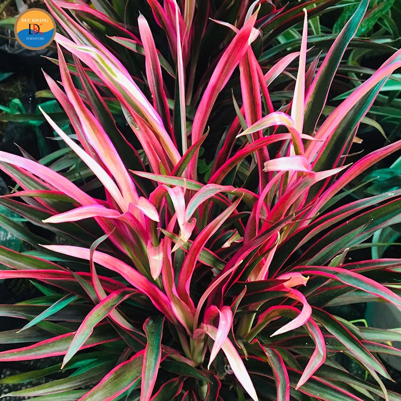 Cây Hồng Phát Tài hợp mệnh gì, tuổi gì? Ý nghĩa phong thủy Cây Hồng Phát Tài hợp mệnh gì, tuổi gì? Ý nghĩa phong thủy