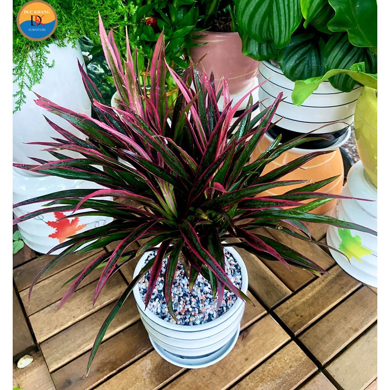 Cây Hồng Phát Tài hợp mệnh gì, tuổi gì? Ý nghĩa phong thủy Cây Hồng Phát Tài hợp mệnh gì, tuổi gì? Ý nghĩa phong thủy