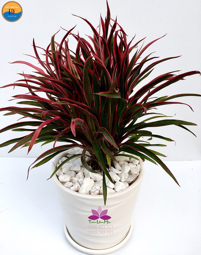 Cây Hồng Phát Tài hợp mệnh gì, tuổi gì? Ý nghĩa phong thủy Cây Hồng Phát Tài hợp mệnh gì, tuổi gì? Ý nghĩa phong thủy