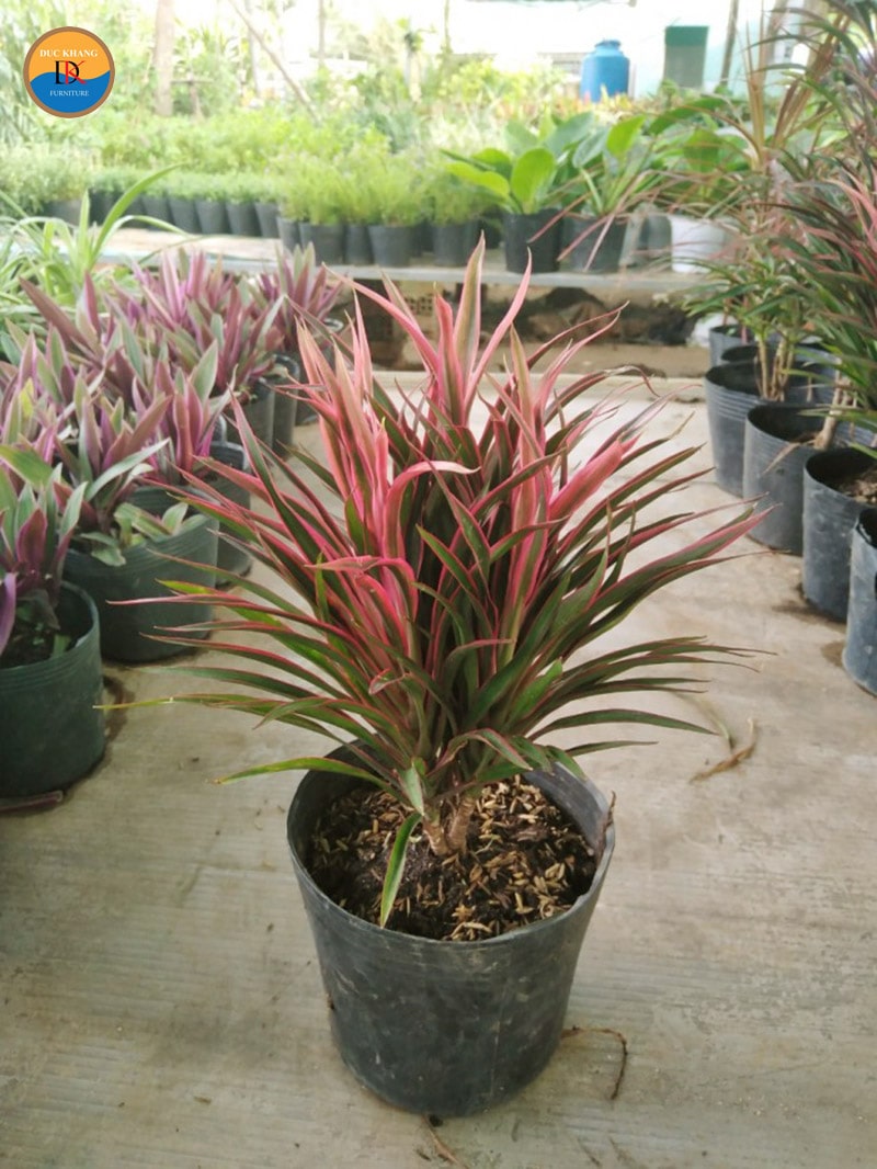 Cây Hồng Phát Tài hợp mệnh gì, tuổi gì? Ý nghĩa phong thủy Cây Hồng Phát Tài hợp mệnh gì, tuổi gì? Ý nghĩa phong thủy