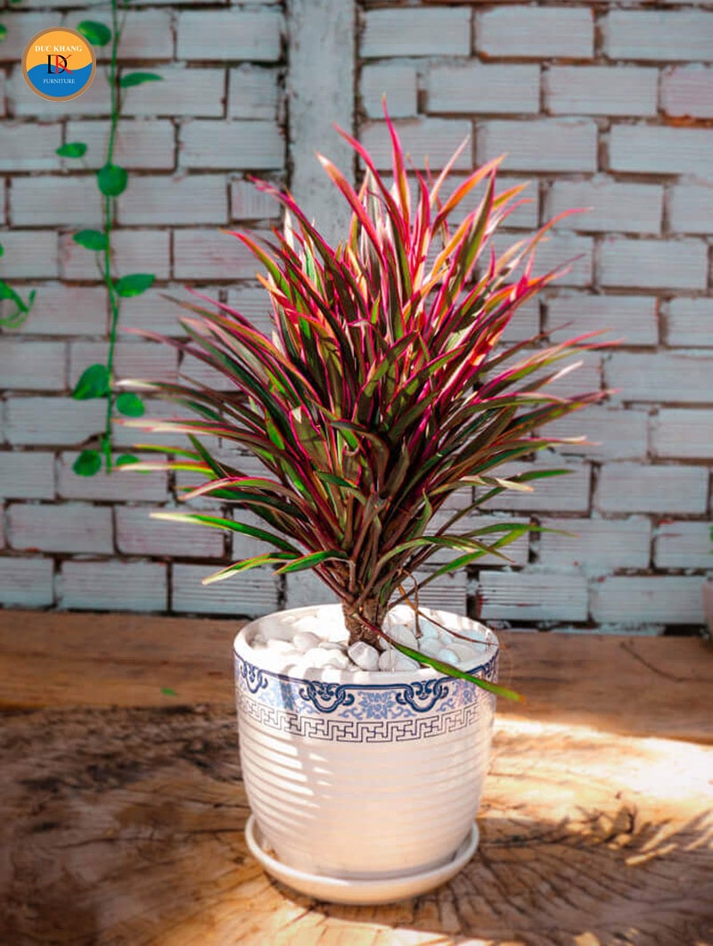 Cây Hồng Phát Tài hợp mệnh gì, tuổi gì? Ý nghĩa phong thủy Cây Hồng Phát Tài hợp mệnh gì, tuổi gì? Ý nghĩa phong thủy