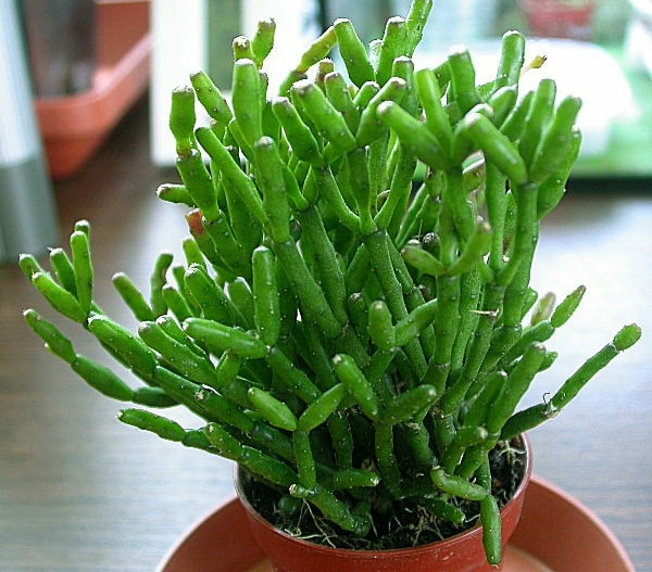 Chậu cây lộc nhung để bàn tạo cảm giác thư thái và mang tới may mắn cho Ất Dậu. Chậu cây lộc nhung để bàn tạo cảm giác thư thái và mang tới may mắn cho Ất Dậu.