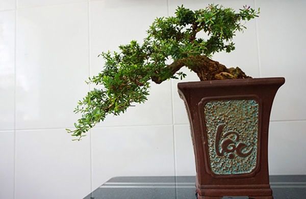 Chăm sóc cây bonsai giúp nâng cao thẩm mỹ và sự sáng tạo