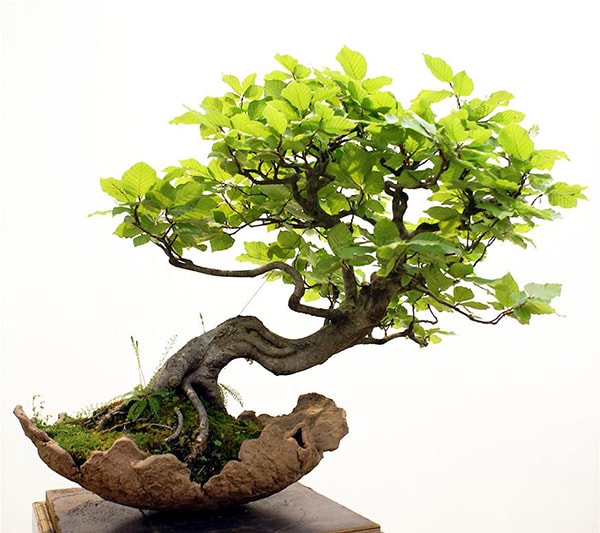 Bonsai để bàn giúp cho tinh thần sảng khoái, lạc quan