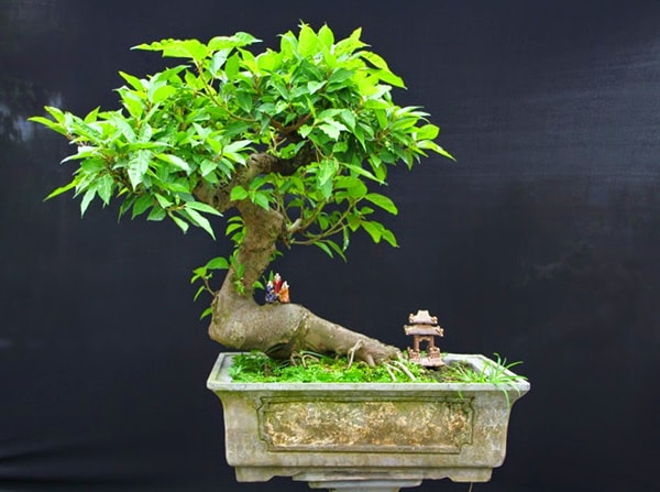 Chăm sóc bonsai giúp bạn có một sức khỏe tốt