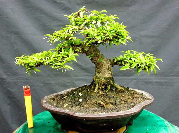 Cây bonsai tạo ra một môi trường phong thủy cho mọi người