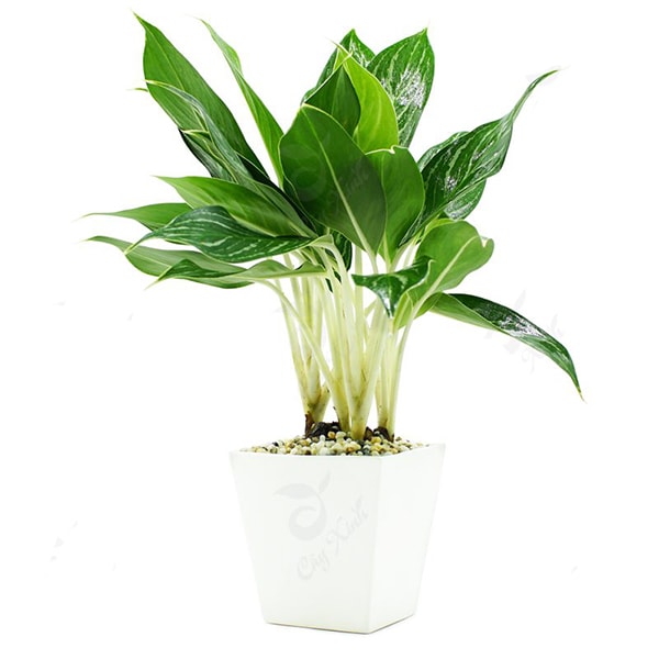 Cây Bạch Mã Hoàng Tử để bàn mệnh Kim Cây Bạch Mã Hoàng Tử để bàn mệnh Kim