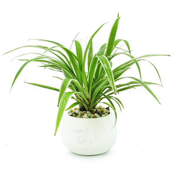 Cây Lan Chi để bàn mệnh Kim. Cây Lan Chi để bàn mệnh Kim.