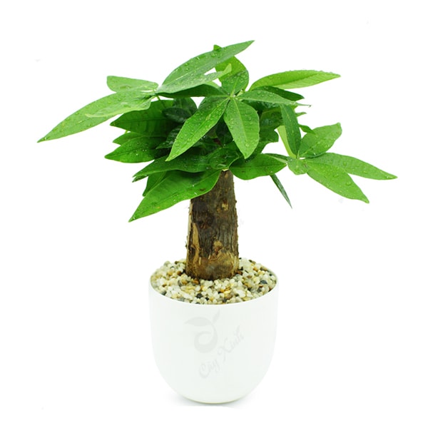 Cây Kim Ngân để bàn mệnh Kim Cây Kim Ngân để bàn mệnh Kim