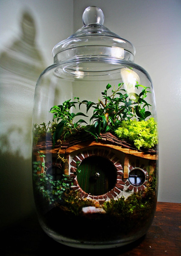 Tiểu cảnh Terrarium