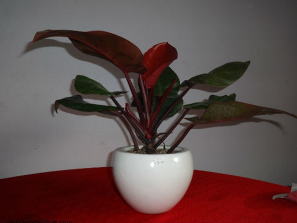 Cách lựa chọn và bố trí cây Trầu bà đế vương đỏ để bàn làm việc hợp phong thủy