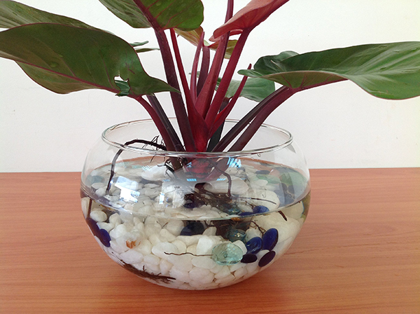 Cây Trầu bà đế vương đỏ với tán lá xum xuê