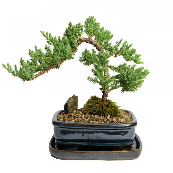 Cây bonsai để bàn phù hợp nhất cho mệnh Thổ