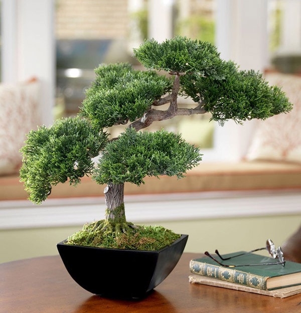 Những mẫu bonsai để bàn hợp phong thủy mệnh Mộc