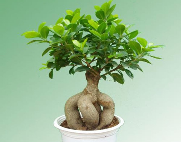 Lựa chọn một số hình thái cây bonsai để bàn