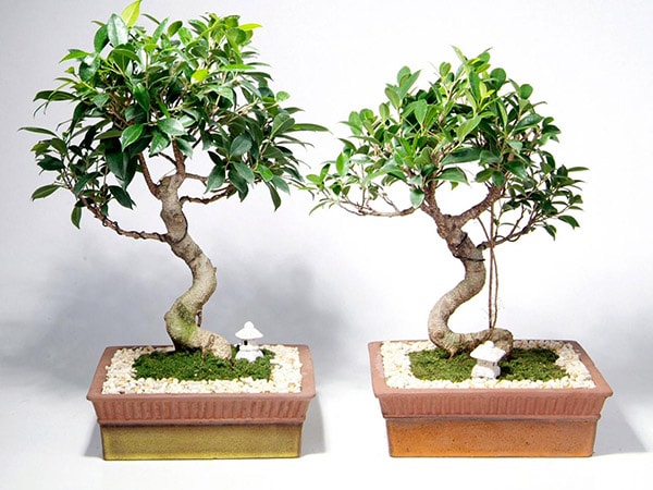 Lựa chọn một số hình thái cây bonsai để bàn