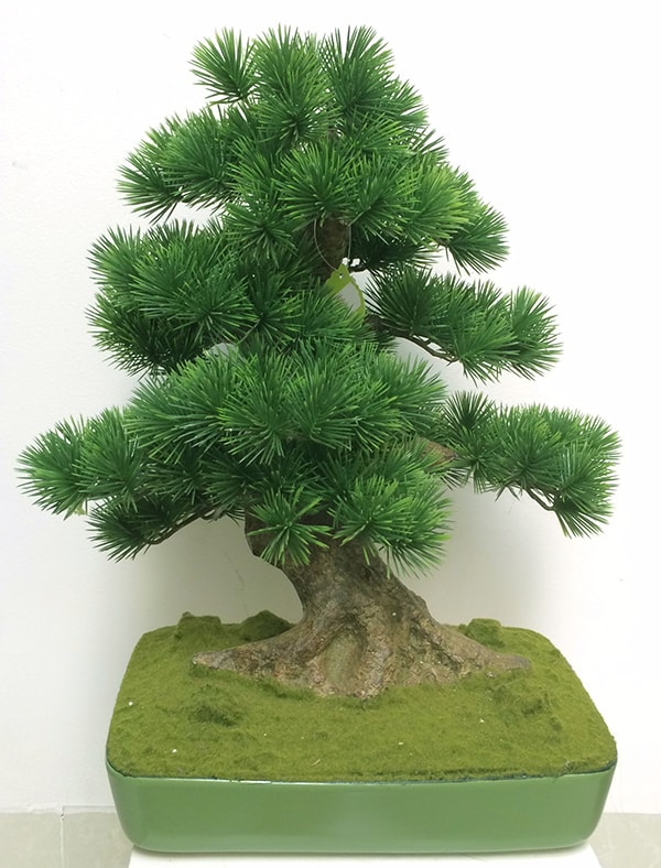 Những loại cây bonsai để bàn mệnh Thủy được nhiều người lựa chọn