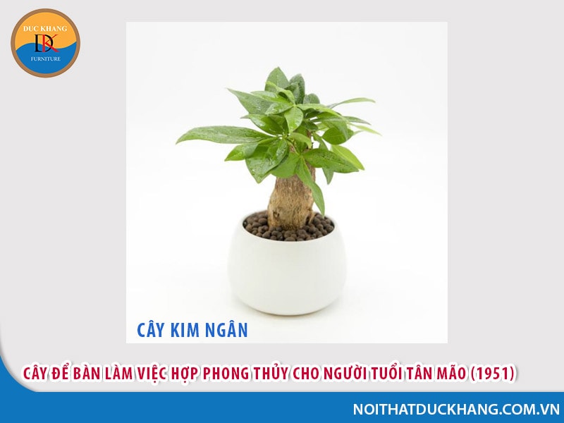 Cây cảnh để bàn làm việc hợp phong thủy cho người tuổi Tân Mão (1951)