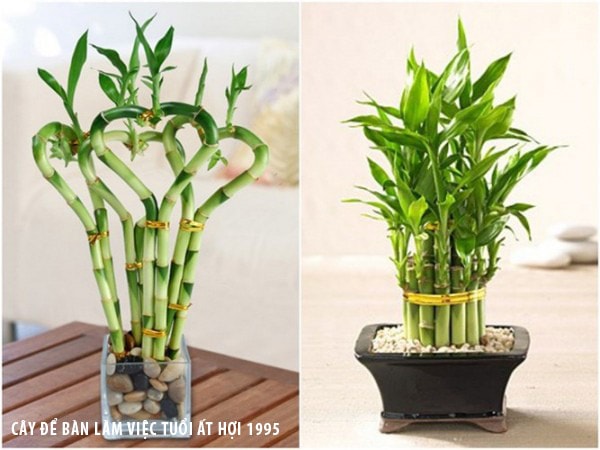 Cách trang trí bàn làm việc cho người tuổi Ất Hợi 1995 Cách trang trí bàn làm việc cho người tuổi Ất Hợi 1995