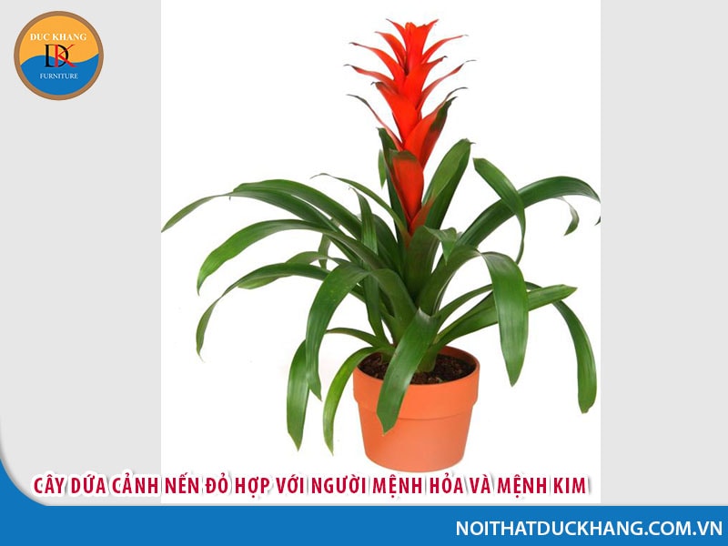 Ý nghĩa phong thủy của cây dứa cảnh nến đỏ