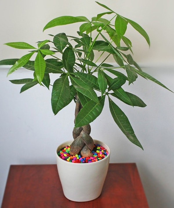 Cây cảnh nhỏ trên bàn giúp tăng vượng khí.