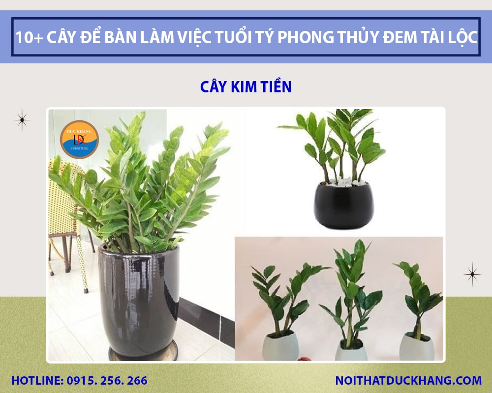10+ Cây để bàn làm việc tuổi Tý phong thủy đem tài lộc, may mắn