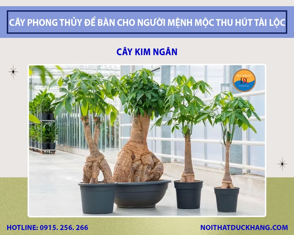 Những loại cây phong thủy để bàn cho người mệnh Mộc -Cây kim ngân